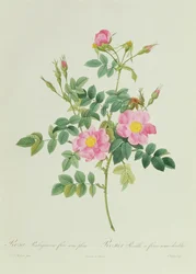 Rosa Rubiginosa Flore Semi-Pleno